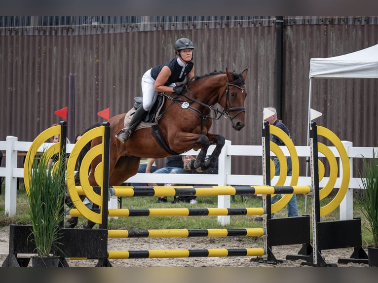 Oldenburger Springpferd Wallach 5 Jahre 168 cm Brauner in Esens