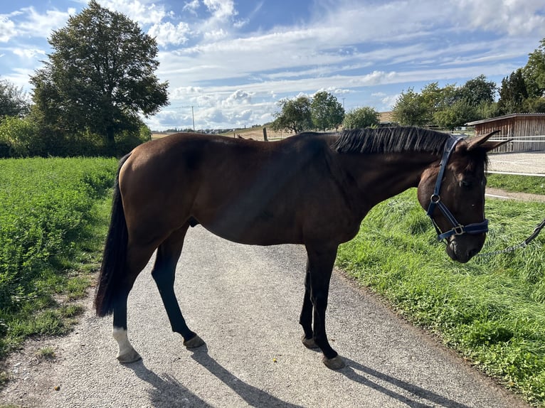 Oldenburger Springpferd Wallach 5 Jahre 168 cm Dunkelbrauner in Dettelbach