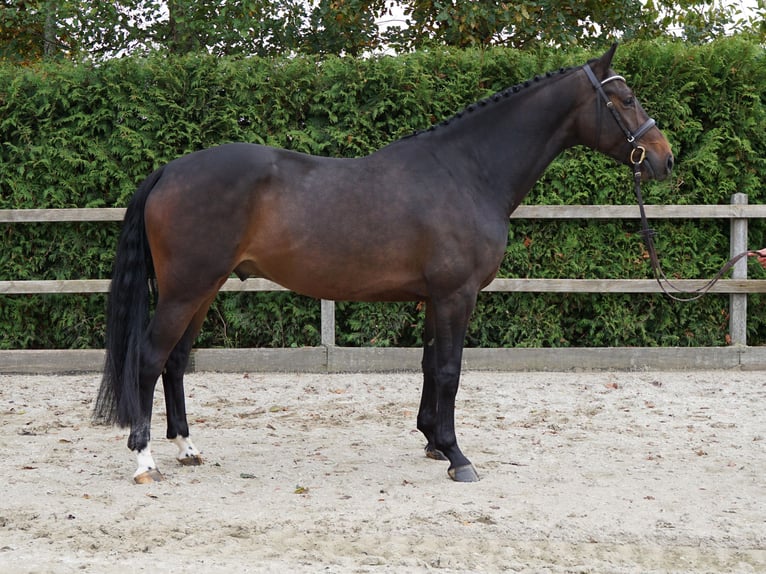 Oldenburger Springpferd Wallach 5 Jahre 168 cm Dunkelbrauner in Lohne (Oldenburg)