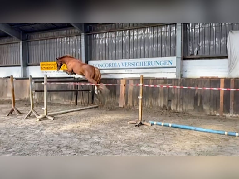Oldenburger Springpferd Wallach 5 Jahre 168 cm Fuchs in Bad Lausick