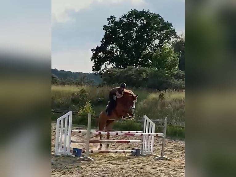 Oldenburger Springpferd Wallach 5 Jahre 168 cm Fuchs in Bad Lausick