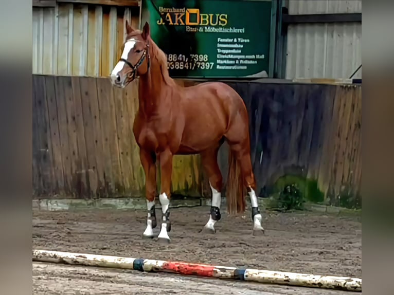 Oldenburger Springpferd Wallach 5 Jahre 168 cm Fuchs in Bad Lausick