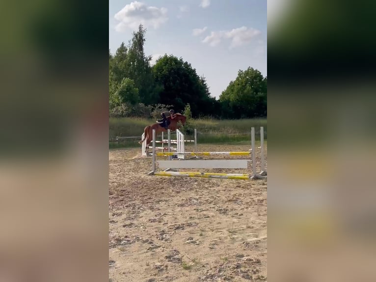 Oldenburger Springpferd Wallach 5 Jahre 168 cm Fuchs in Bad Lausick