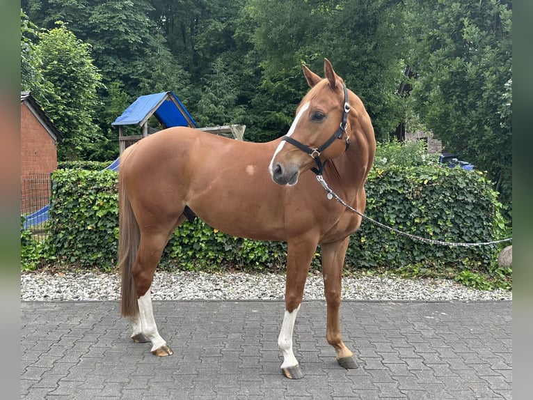 Oldenburger Springpferd Wallach 5 Jahre 168 cm Fuchs in Bottrop