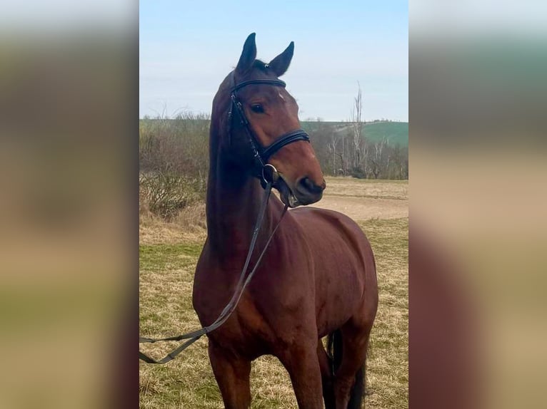 Oldenburger Springpferd Wallach 5 Jahre 169 cm Brauner in Hettstedt