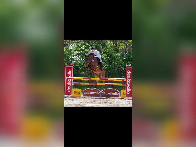 Oldenburger Springpferd Wallach 5 Jahre 169 cm Brauner in Bramsche