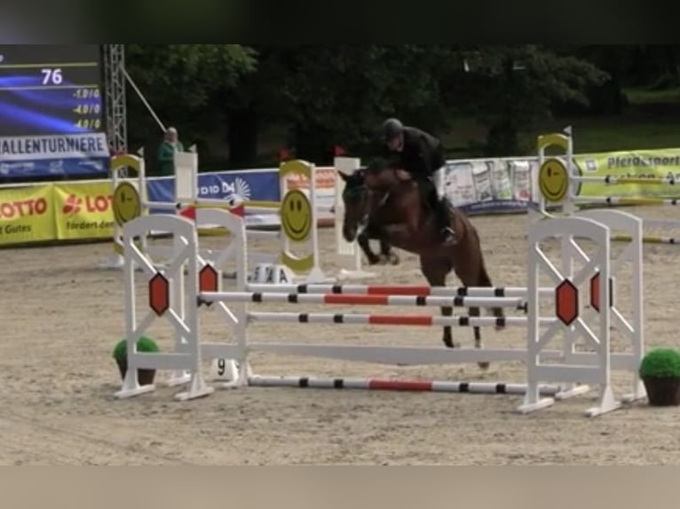 Oldenburger Springpferd Wallach 5 Jahre 169 cm Brauner in Hettstedt