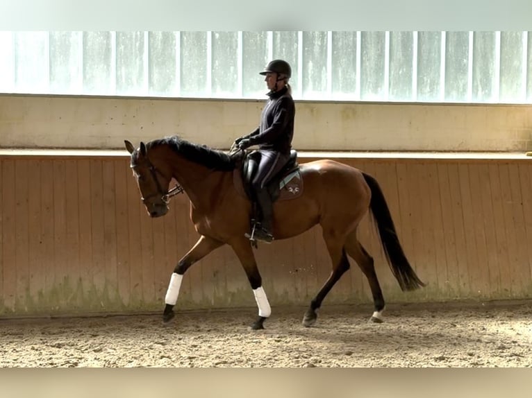 Oldenburger Springpferd Wallach 5 Jahre 169 cm Brauner in Bovenau