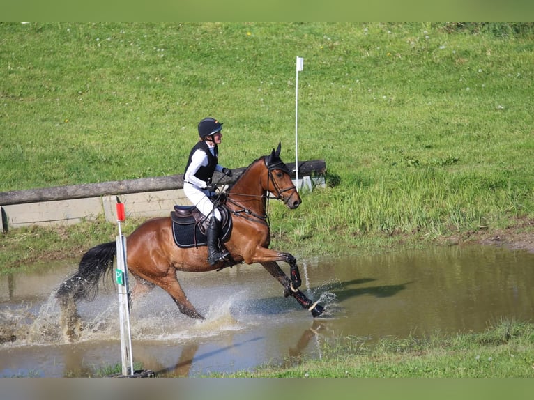 Oldenburger Springpferd Wallach 5 Jahre 169 cm Brauner in Bovenau