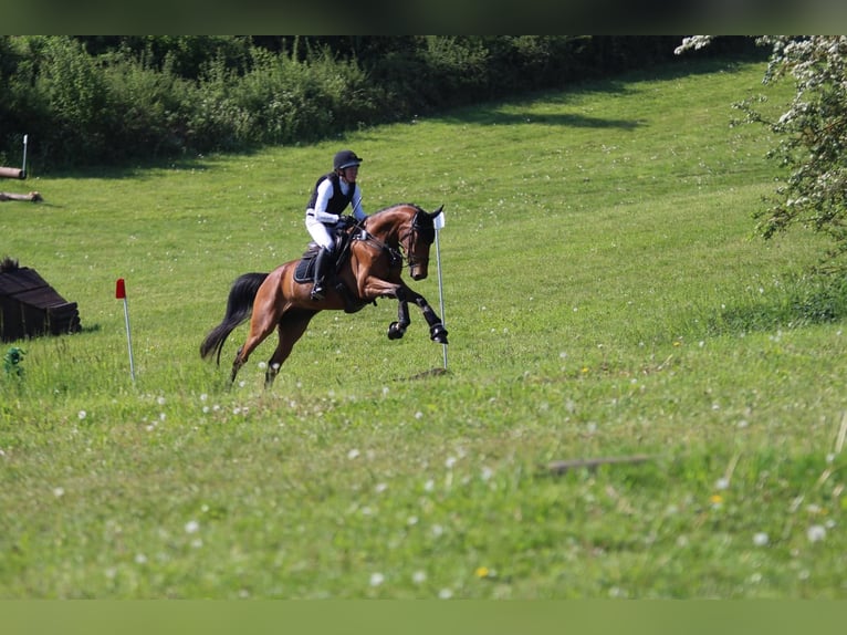 Oldenburger Springpferd Wallach 5 Jahre 169 cm Brauner in Bovenau