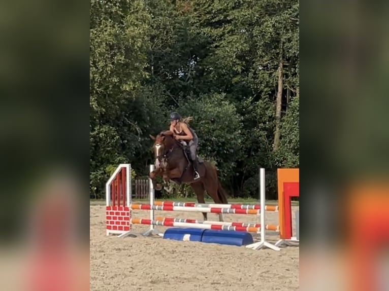 Oldenburger Springpferd Wallach 5 Jahre 169 cm Fuchs in Wangerland Hohenkirchen