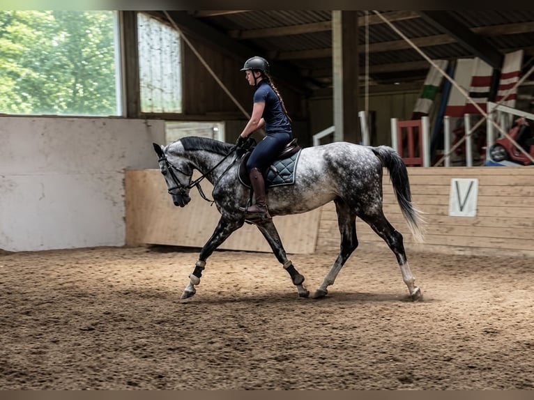 Oldenburger Springpferd Wallach 5 Jahre 170 cm Apfelschimmel in Pelmberg