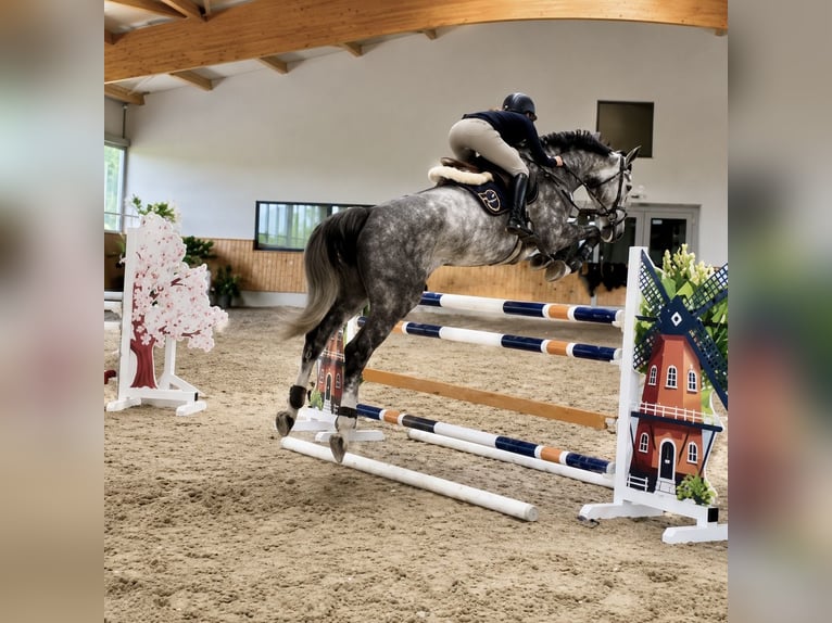 Oldenburger Springpferd Wallach 5 Jahre 170 cm Apfelschimmel in Pelmberg
