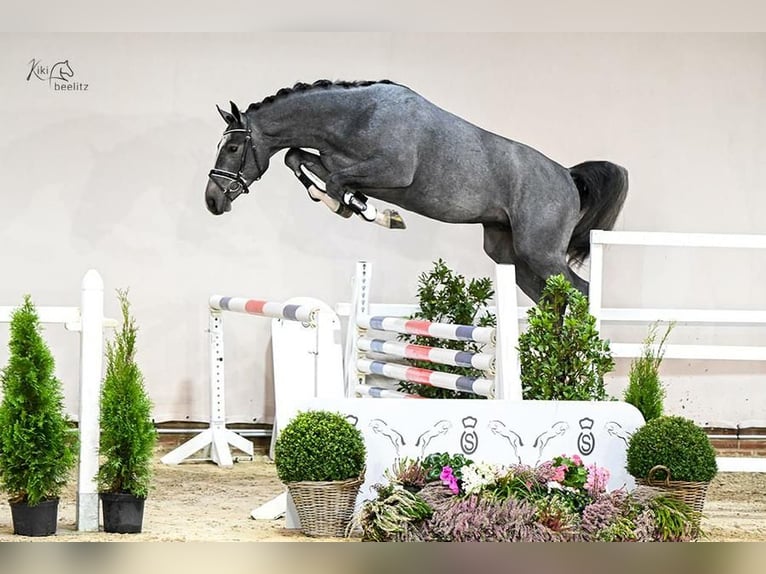 Oldenburger Springpferd Wallach 5 Jahre 170 cm Apfelschimmel in Liniewko Kościerskie