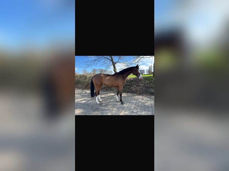 Oldenburger Springpferd Wallach 5 Jahre 170 cm Brauner in Alfhausen