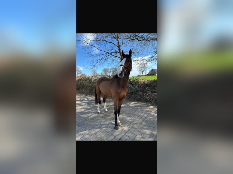 Oldenburger Springpferd Wallach 5 Jahre 170 cm Brauner in Alfhausen