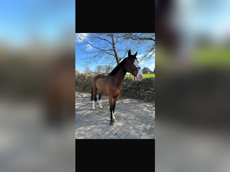 Oldenburger Springpferd Wallach 5 Jahre 170 cm Brauner in Alfhausen