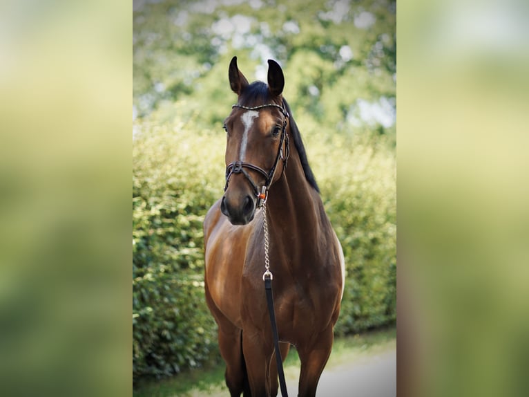 Oldenburger Springpferd Wallach 5 Jahre 170 cm Brauner in Ganderkesee