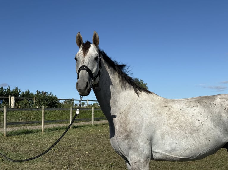 Oldenburger Springpferd Wallach 5 Jahre 170 cm Schimmel in GROTE-BROGEL