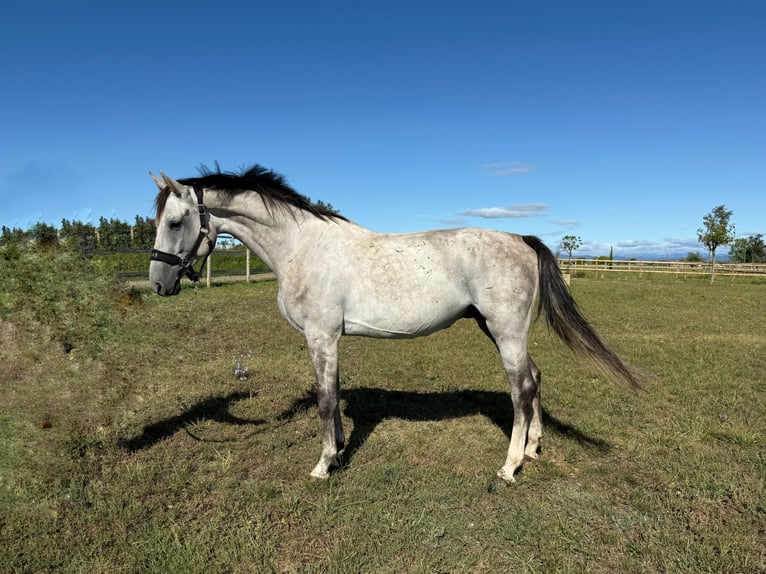 Oldenburger Springpferd Wallach 5 Jahre 170 cm Schimmel in GROTE-BROGEL