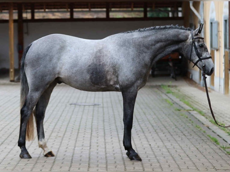 Oldenburger Springpferd Wallach 5 Jahre 170 cm Schimmel in Obrok