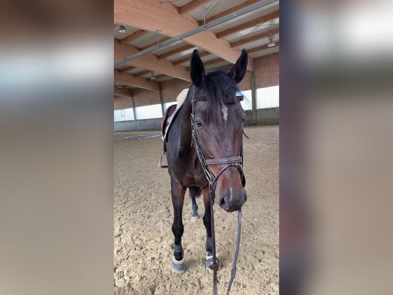 Oldenburger Springpferd Wallach 5 Jahre 170 cm Schwarzbrauner in Herxheim bei Landau/Pfalz
