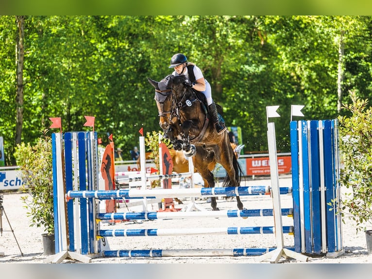 Oldenburger Springpferd Wallach 5 Jahre 170 cm Schwarzbrauner in Herxheim bei Landau/Pfalz