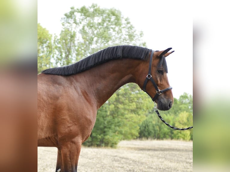 Oldenburger Springpferd Wallach 5 Jahre 170 cm in Szarvas