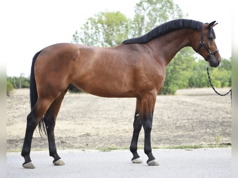 Oldenburger Springpferd Wallach 5 Jahre 170 cm in Szarvas