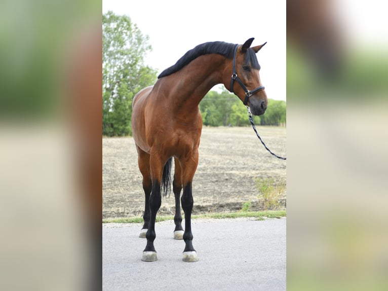 Oldenburger Springpferd Wallach 5 Jahre 170 cm in Szarvas