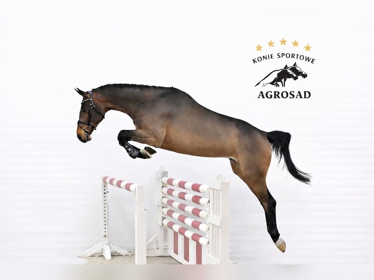 Oldenburger Springpferd Wallach 5 Jahre 171 cm Brauner in ROGOWNICA