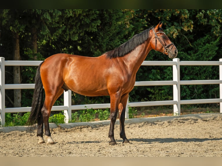 Oldenburger Springpferd Wallach 5 Jahre 172 cm Brauner in Karnabrunn