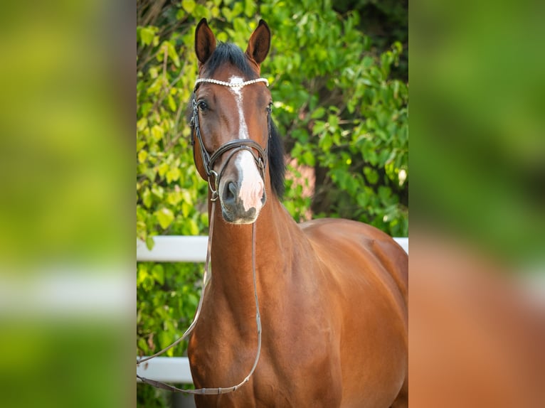 Oldenburger Springpferd Wallach 5 Jahre 172 cm Brauner in Karnabrunn