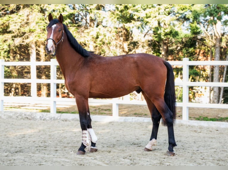 Oldenburger Springpferd Wallach 5 Jahre 172 cm Brauner in Karnabrunn