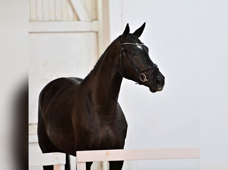 Oldenburger Springpferd Wallach 5 Jahre 172 cm Dunkelbrauner in Naunhof Oldenburger Springpferd Wallach 5 Jahre 172 cm Dunkelbrauner in Naunhof
