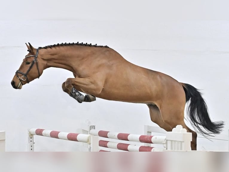 Oldenburger Springpferd Wallach 5 Jahre 172 cm Rotbrauner in GŁUBCZYN