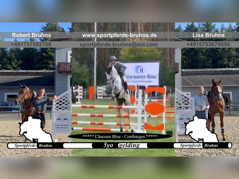 Oldenburger Springpferd Wallach 5 Jahre 172 cm Schimmel in Gadow