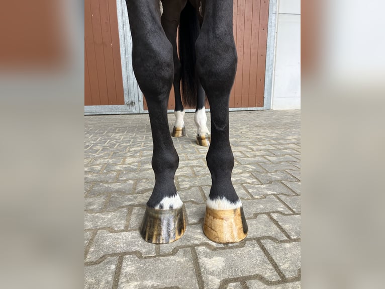 Oldenburger Springpferd Wallach 5 Jahre 172 cm Schwarzbrauner in Penig