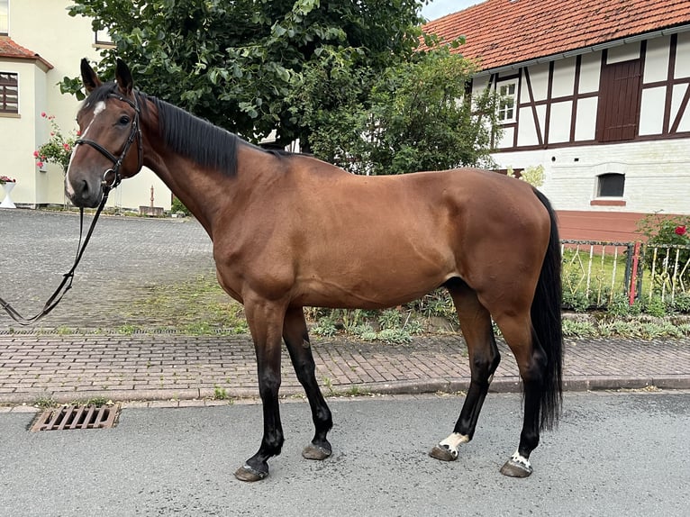 Oldenburger Springpferd Wallach 5 Jahre 173 cm Brauner in Sontra