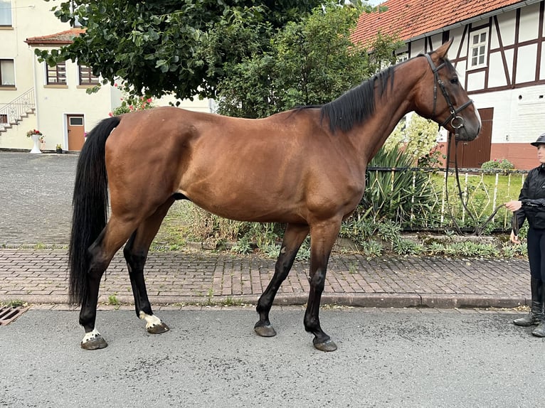 Oldenburger Springpferd Wallach 5 Jahre 173 cm Brauner in Sontra