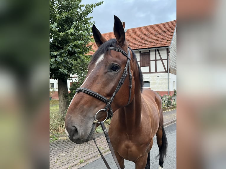 Oldenburger Springpferd Wallach 5 Jahre 173 cm Brauner in Sontra
