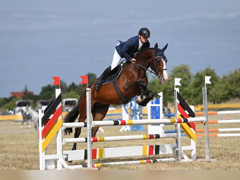 Oldenburger Springpferd Wallach 5 Jahre 173 cm Brauner in GothaGotha