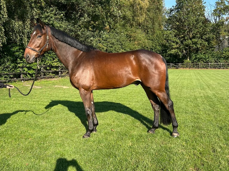 Oldenburger Springpferd Wallach 5 Jahre 173 cm Brauner in Lastrup