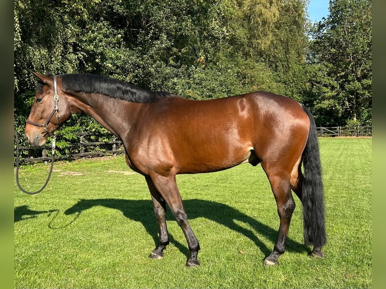 Oldenburger Springpferd Wallach 5 Jahre 173 cm Brauner in Lastrup