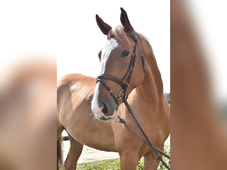 Oldenburger Springpferd Wallach 5 Jahre 173 cm Fuchs in Klötze