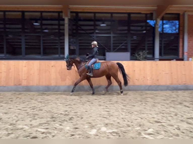 Oldenburger Springpferd Wallach 5 Jahre 173 cm in Stuhr