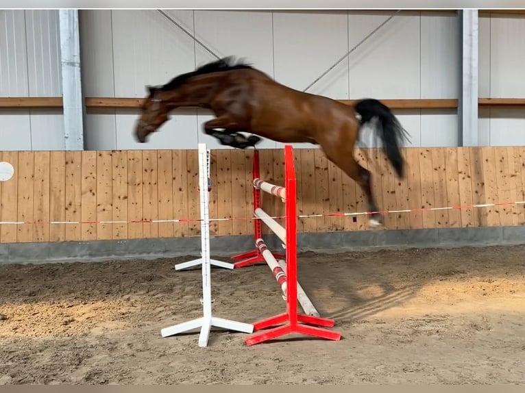 Oldenburger Springpferd Wallach 5 Jahre 173 cm in Stuhr