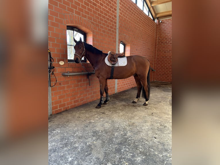 Oldenburger Springpferd Wallach 5 Jahre 173 cm in Stuhr