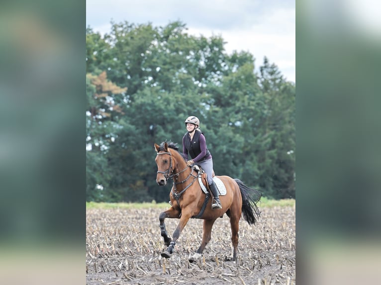 Oldenburger Springpferd Wallach 5 Jahre 173 cm in Stuhr