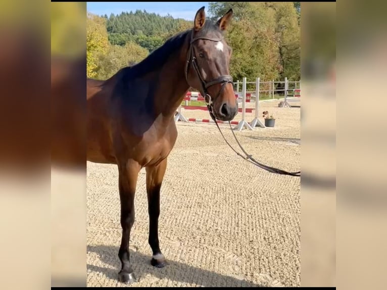 Oldenburger Springpferd Wallach 5 Jahre 174 cm Brauner in Roßdorf